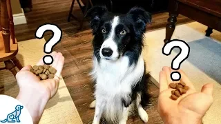 A Game That Teaches Your Dog Self-Control