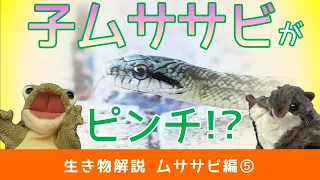 トヨタの森【生き物解説】ムササビ編⑤「た、食べられるっ!!」ヘビに襲われた子ムササビがとった行動とは!