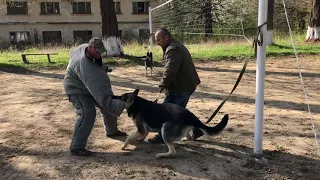 Защита и охрана ВЕО  Капитан Блад (  1 год. 8 мес)