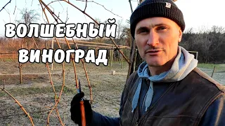 Пожилая Соседка подарила волшебный Виноград, обрезка на школку