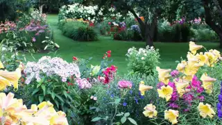 Композиции в нашем саду и красивая музыка Нини Россо (HD)