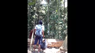 Orangutan ATTACK in Sumatra, Indonesia.