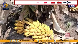 అరటి రైతుల్ని ఆదుకోలేరా? | Banana Farmers Demands For MSP Rate in Tadepalli