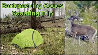 Backcountry Scouting trip For Our Coues Hunt! 2022 |  Skunk in Camp! 🦨