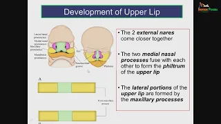 Development of face & palate