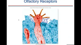 Ch. 10 (Sensory Receptors)