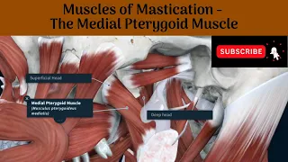 Medial Pterygoid Muscle | Origin | Insertion | Nerve Supply | Actions | Relations