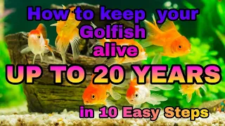 How to Keep your Goldfish Alive Up To 20 Years in 10 Easy Steps