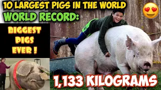 OMG! TOP 10 LARGEST PIGS IN THE WORLD | WORLD RECORD BIGGEST PIGS EVER!!!