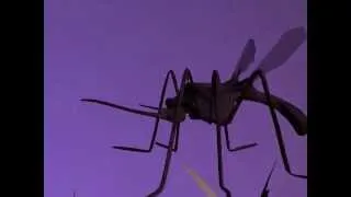 Mosquito 3d Animated