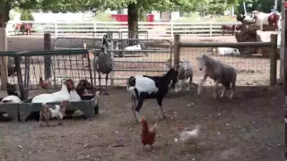 Баран наказал козла  goat vs ram