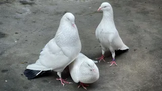Kalduma pigeon breeding season dancing on (4k 60fps)
