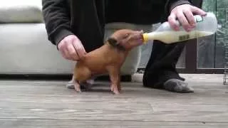 Feeding wild piglets