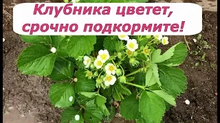 392. Клубника цветет! Срочно подкормите!