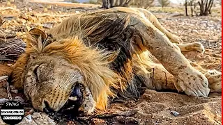 Depredador Brutal En Las Praderas De África | Documental De Animales