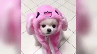 Cute Pomeranian Puppies Doing Funny Things #4   Cute and Funny Dogs 1