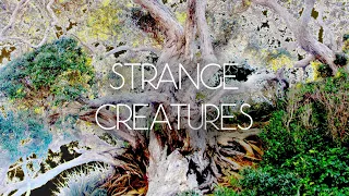 Strange Creatures: Introducing a New Album by Henika