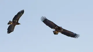 Орланы-Белохвосты, Брачные игры / White-tailed Eagles, breeding season.