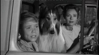 Lassie - Episode #317 - "Lassie and the Rustler" - Season 9, Ep. 26 -  04/07/1963
