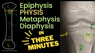 Physis, Epiphysis, Metaphysis and Diaphysis | in 3 MINUTES!