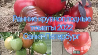 Ранние крупноплодные сорта  томатов сезона 2022 для теплицы.