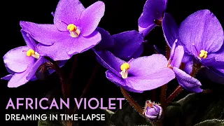 African Violet Flowers Blooming - Daily Time-lapse Clip