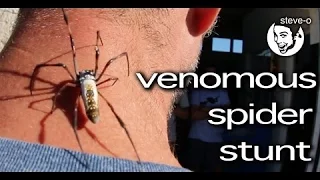 Venomous Spider Stunt  Steve O react46