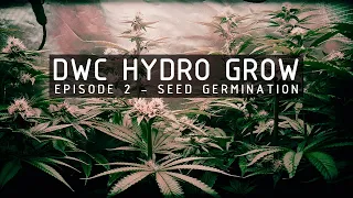 DWC Hydroponic Cannabis Grow Ep 2. Germination & Seedlings