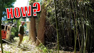 Clearing Hundreds Of Bamboo In One Day | Difficult Removal