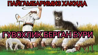 Бурилар хакида Бури ва чупон #хайвонлар хакида #буюк мужиза