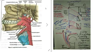 Respiratory anatomy practical (pharynx, larynx, trachea)