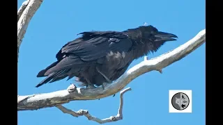 Différence du cri de la Corneille et du Corbeau/Call of American Crow and Common Raven