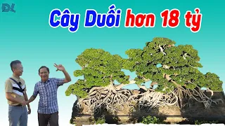 Cây Bonsai khủng nhất VN, 18 tỷ chủ vẫn lắc đầu và bộ sưu tập chậu xoay thú vị - ĐỘC LẠ BÌNH DƯƠNG