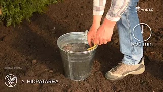 Plantarea Vitei de Vie