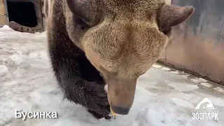 В челябинском зоопарке медвежья семья встречает долгожданную весну