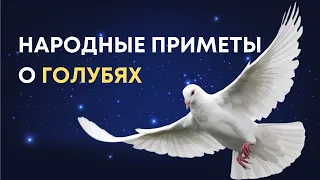 Голуби - вестники судьбы: народные приметы и суеверия