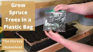 How to Grow Spruce Trees in a Plastic Bag