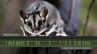 Sugar Glider Sounds & Calls - The barking sounds of a wild Sugar Glider in Australia