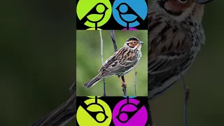 Emberiza pusilla