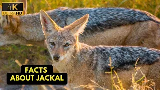 Facts About Jackal | Interesting Facts About Jackal | Fun Fact About Jackals | Wild Wide