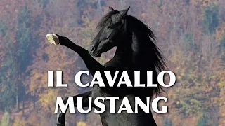 Club Cavallo Italia Presenta il Cavallo Mustang