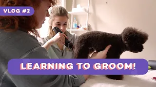 Learning how to groom my teacup poodles at home