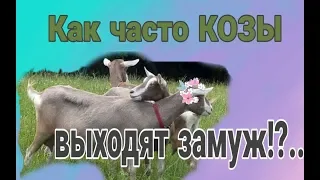 Как часто надо покрывать коз.