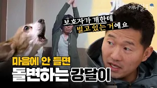 강형욱도 놀란 갑자기 돌변하는 시한폭탄견?! 보호자도 물리고 제작진도 물림;; | 개는 훌륭하다 EP17 | KBS 200302 방송