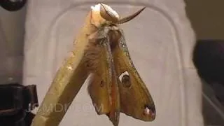 Moth emerging from cocoon - expanding wings time lapse