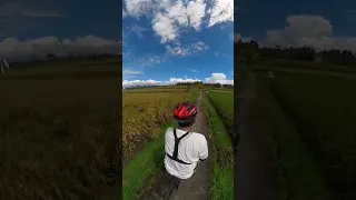 Exploring Ubud Bali with EBike Polygon - Beautiful rice fields #shorts