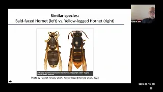 The Yellow-legged Hornet in the USA: What does this mean for beekeepers?, Gard Otis;NY Bee Wellness