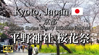 【April 2, 2024】Cherry Blossom Festival at Hirano Shrine in Kyoto, Japan【4K】