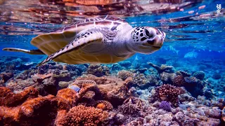 4K Stunning Underwater Wonders of the Red Sea + Relaxing Music - Coral Reefs & Colorful Sea Life