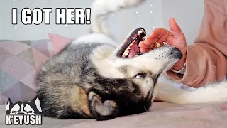 My Husky LOVES Annoying and Arguing with My Mum! Part 8!